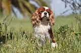 CAVALIER KING CHARLES 163